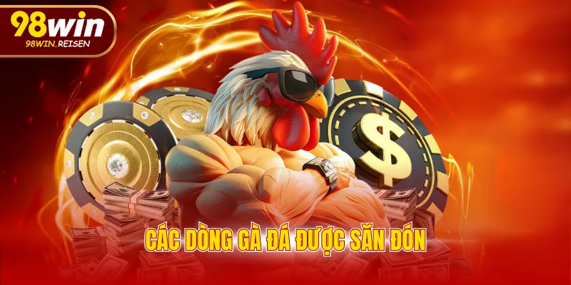 Các dòng gà đá được săn đón