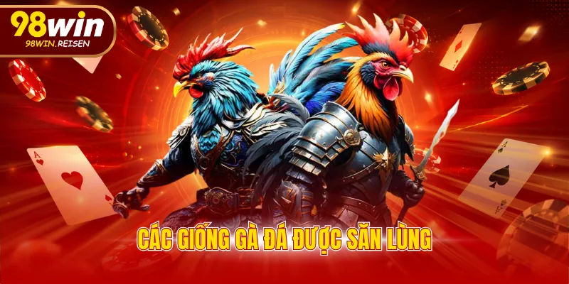 Các giống gà đá được săn lùng